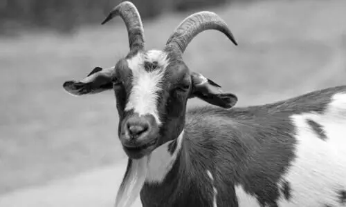 മുട്ടനാട് മുട്ടനാട്