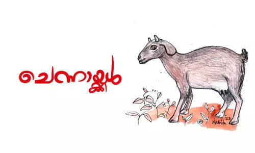 ചെന്നായ്ക്കൾ ചെന്നായ്ക്കൾ