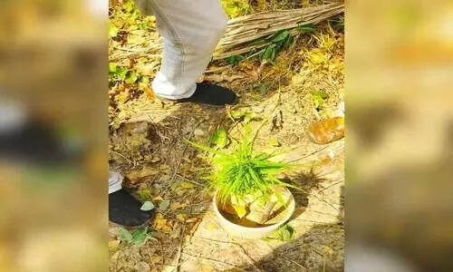 പുഷ്പിച്ച കഞ്ചാവ് ചെടി കണ്ടെത്തി