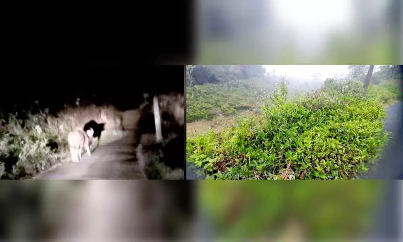 വന്യമൃഗങ്ങൾ കാടിറങ്ങുന്നു; ഭീതിയൊഴിയാതെ പൊഴുതന വന്യമൃഗങ്ങൾ കാടിറങ്ങുന്നു; ഭീതിയൊഴിയാതെ പൊഴുതന