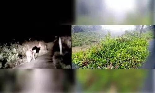 വന്യമൃഗങ്ങൾ കാടിറങ്ങുന്നു; ഭീതിയൊഴിയാതെ പൊഴുതന വന്യമൃഗങ്ങൾ കാടിറങ്ങുന്നു; ഭീതിയൊഴിയാതെ പൊഴുതന