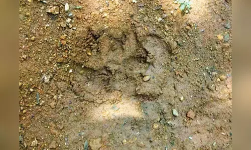 Leopard in Kuranganchola