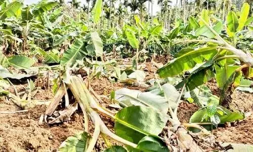 കാട്ടാന ശല്യം രൂക്ഷം; ആക്ഷൻ കമ്മിറ്റി അനിശ്ചിതകാല സമരത്തിലേക്ക്