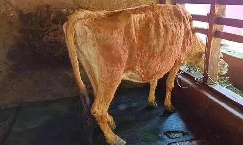 ത​ഴ​വ പ​ഞ്ചാ​യ​ത്തി​ൽ ച​ർ​മ​മു​ഴ രോ​ഗം പ​ട​രു​ന്നു;   ര​ണ്ടു പ​ശു​ക്ക​ൾ ച​ത്തു