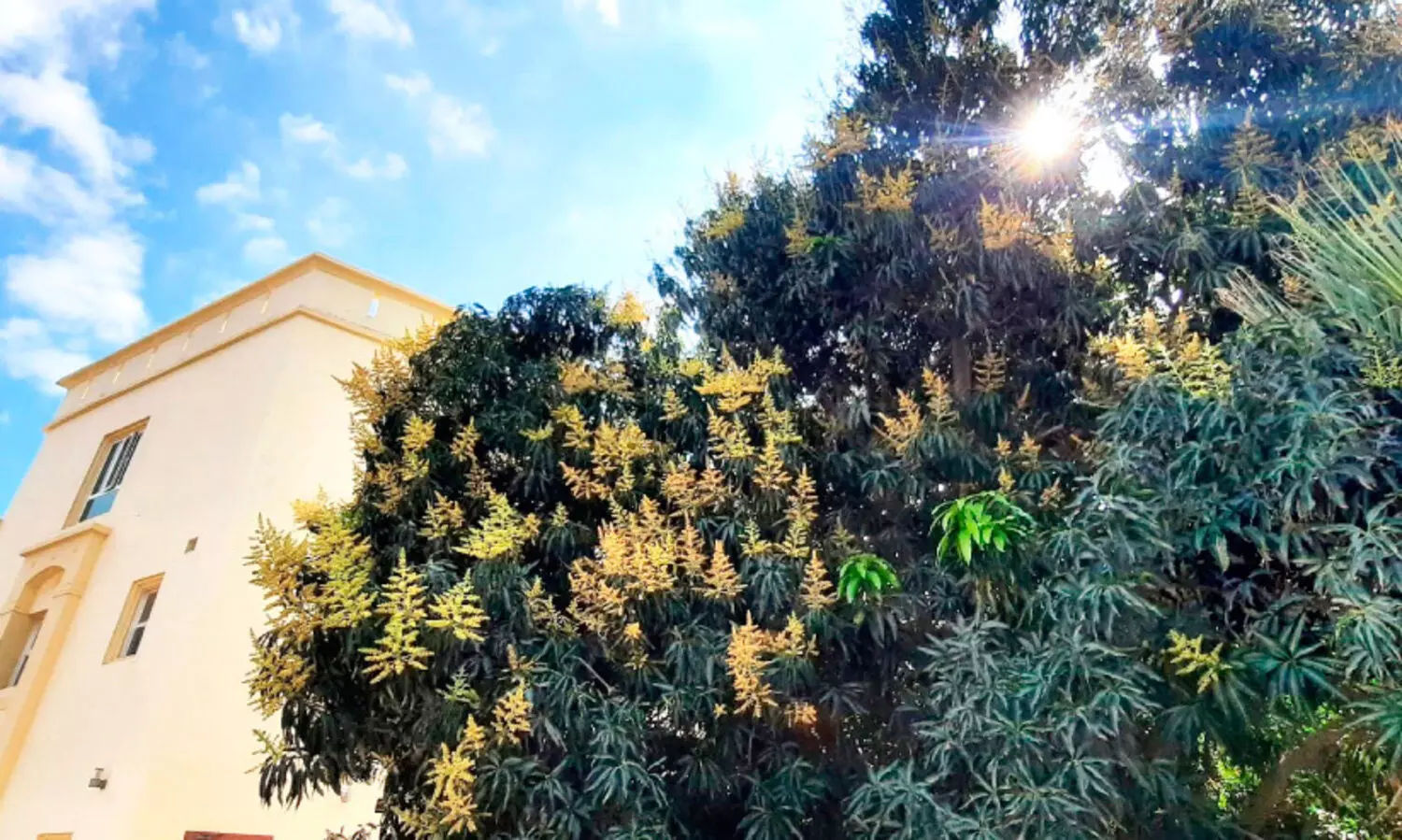 ഒമാനിൽ അ​തി​ശൈ​ത്യം: മാ​വു​ക​ൾക്ക് അനുഗ്രഹം