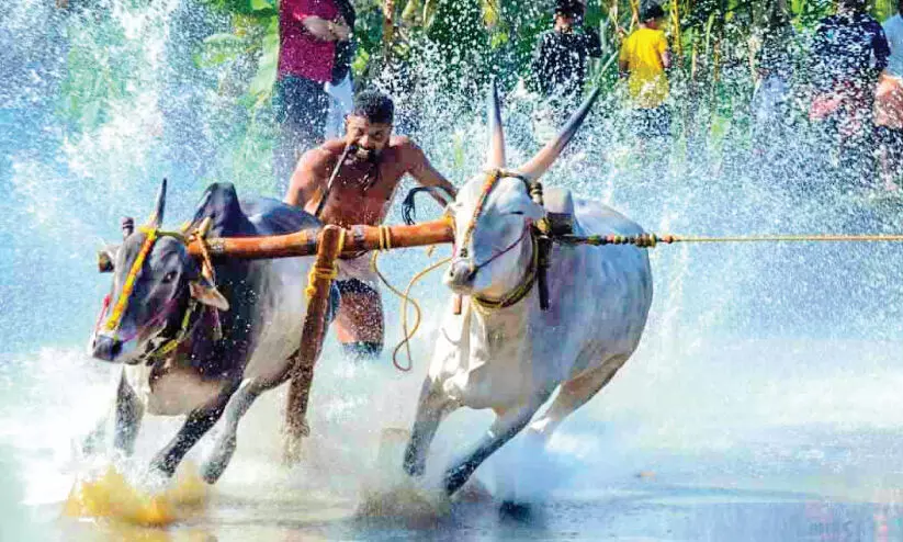 ആവേശക്കാഴ്ച ഒരുക്കി മെഗാ കാളപൂട്ട് മത്സരം ആവേശക്കാഴ്ച ഒരുക്കി മെഗാ കാളപൂട്ട് മത്സരം