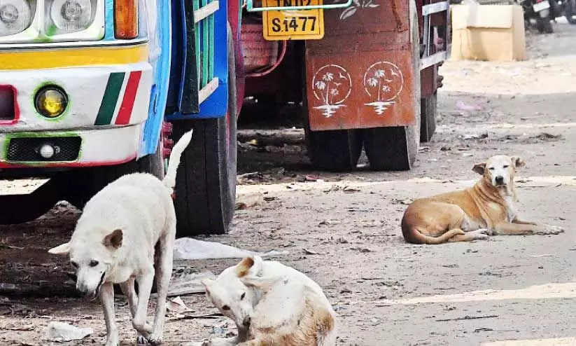 കോഴിക്കോട് നഗരത്തിൽ നായ്ശല്യം രൂക്ഷം; നാലുദിവസത്തിനിടെ കടിയേറ്റത് 17 പേർക്ക് കോഴിക്കോട് നഗരത്തിൽ നായ്ശല്യം രൂക്ഷം; നാലുദിവസത്തിനിടെ കടിയേറ്റത് 17 പേർക്ക്
