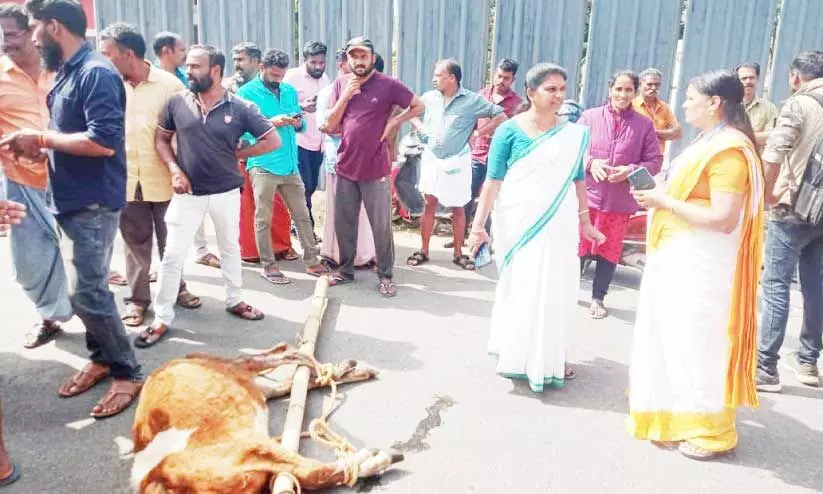 കടുവ ആക്രമിച്ചു കൊന്നതെന്ന്; കോളേരിയിൽ പശുവിന്റെ ജഡവുമായി നാട്ടുകാർ റോഡ് ഉപരോധിച്ചു കടുവ ആക്രമിച്ചു കൊന്നതെന്ന്; കോളേരിയിൽ പശുവിന്റെ ജഡവുമായി നാട്ടുകാർ റോഡ് ഉപരോധിച്ചു