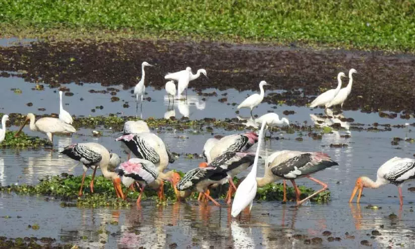 ഏഷ്യൻ നീർപക്ഷി സെൻസസ്​: 65 ശതമാനം വർധന