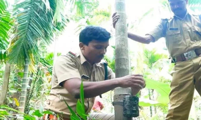 പുലിപ്പേടി: മലയോരത്ത് വന്യജീവിശല്യം വർധിക്കുന്നു
