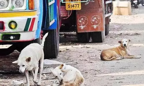 കോ​ഴി​ക്കോ​ട് നഗരത്തിൽ നായ്ശല്യം രൂക്ഷം; നാലുദിവസത്തിനിടെ കടിയേറ്റത് 17 പേർക്ക്