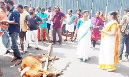 ക​ടു​വ ആ​ക്ര​മി​ച്ചു കൊ​ന്ന​തെ​ന്ന്; കോ​ളേ​രി​യി​ൽ പ​ശു​വി​ന്റെ ജ​ഡ​വു​മാ​യി നാ​ട്ടു​കാ​ർ റോ​ഡ് ഉ​പ​രോ​ധി​ച്ചു