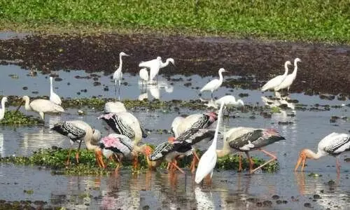 ഏഷ്യൻ നീർപക്ഷി സെൻസസ്​: 65 ശതമാനം വർധന