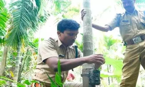 പുലിപ്പേടി: മലയോരത്ത് വന്യജീവിശല്യം വർധിക്കുന്നു