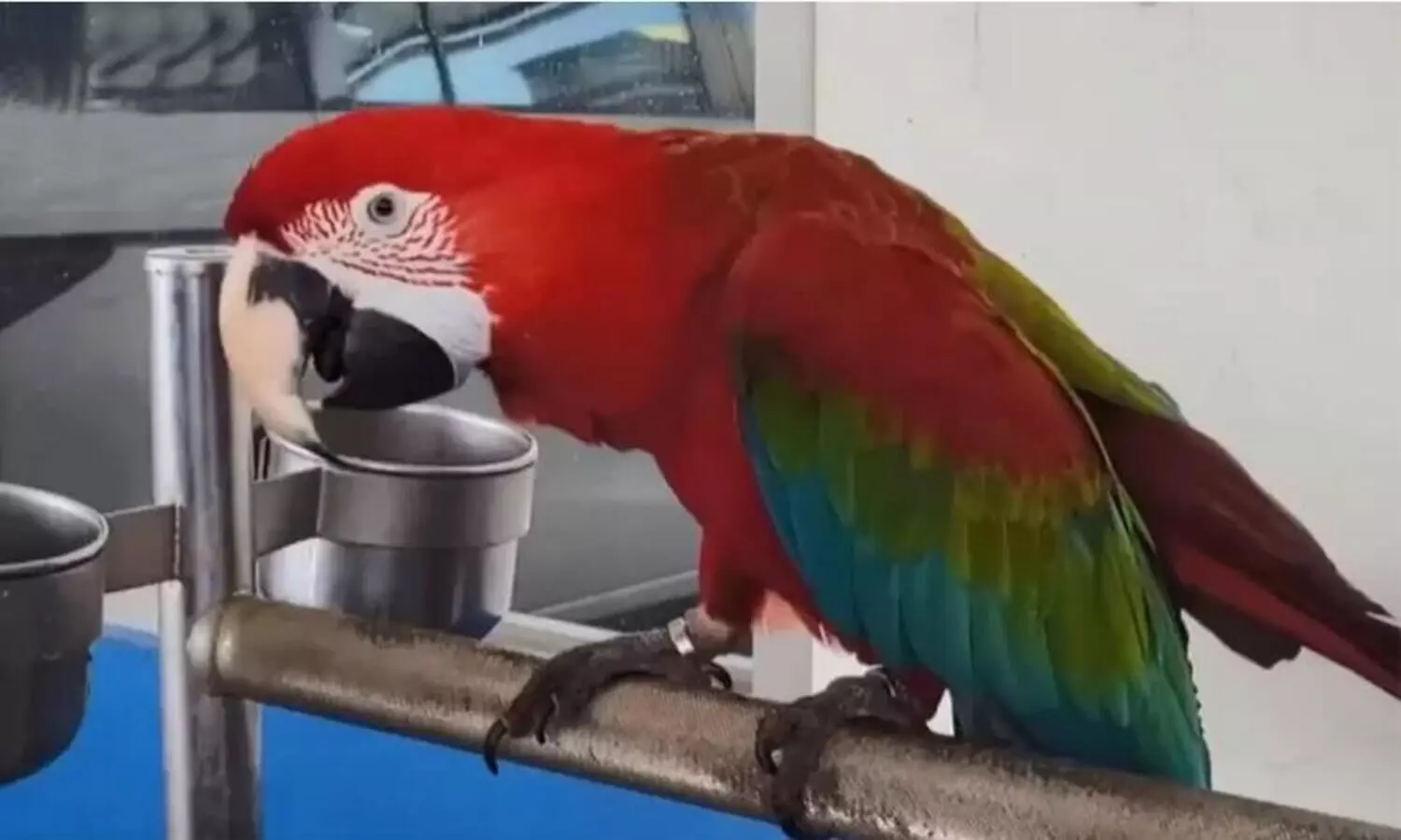 തത്തയുടെ ‘ദുഷ്’പ്രവർത്തിക്ക് ഉടമക്ക് 74 ലക്ഷം രൂപ പിഴയും രണ്ട് മാസം തടവും; സംഭവം തയ്‍വാനിൽ