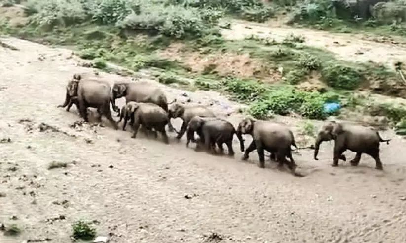 കാട്ടാനക്കൂട്ടം കാട്ടാനക്കൂട്ടം