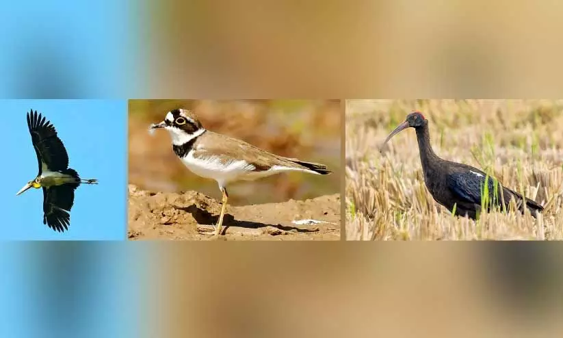 നീർപക്ഷി സർവേ; വയനാട് ജില്ലയിൽ ചൂളൻ എരണ്ടകളുടെ എണ്ണത്തിൽ ഇടിവ് നീർപക്ഷി സർവേ; വയനാട് ജില്ലയിൽ ചൂളൻ എരണ്ടകളുടെ എണ്ണത്തിൽ ഇടിവ്