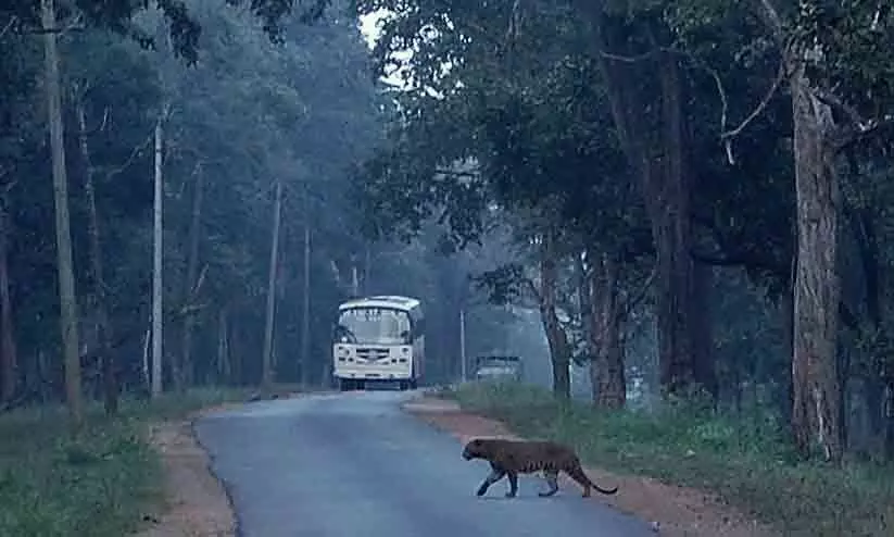 നാഗർഹോള കടുവസ​​ങ്കേതം വഴി പോകുന്ന വാഹനങ്ങൾക്ക്​ പ്ര​വേശന ഫീസ്​