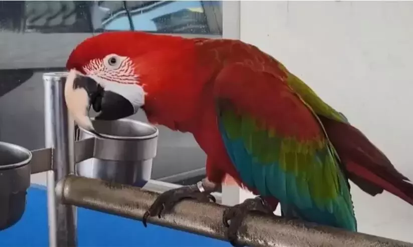 തത്തയുടെ ‘ദുഷ്’പ്രവർത്തിക്ക് ഉടമക്ക് 74 ലക്ഷം രൂപ പിഴയും രണ്ട് മാസം തടവും; സംഭവം തയ്‍വാനിൽ