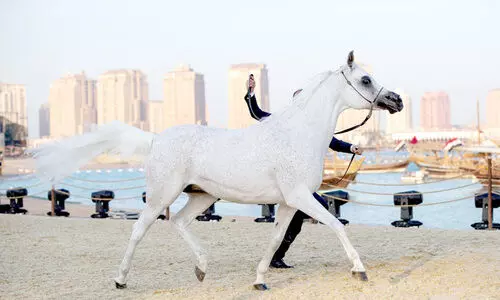 ഇ​ന്റ​ർ​നാ​ഷ​ന​ൽ അ​റേ​ബ്യ​ൻ ഹോ​ഴ്സ് ഫെ​സ്റ്റി​ന് ഇ​ന്ന് തു​ട​ക്കം