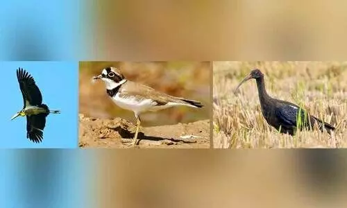 നീർപക്ഷി സർവേ; വയനാട് ജില്ലയിൽ ചൂളൻ എരണ്ടകളുടെ എണ്ണത്തിൽ ഇടിവ്