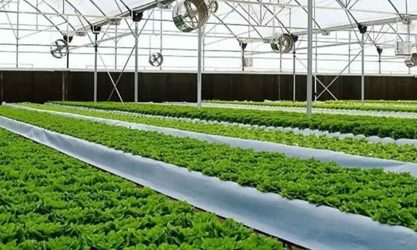 മരുഭൂമിയിലെ മരുപ്പച്ച കാഴ്ചകൾ... മരുഭൂമിയിലെ മരുപ്പച്ച കാഴ്ചകൾ...