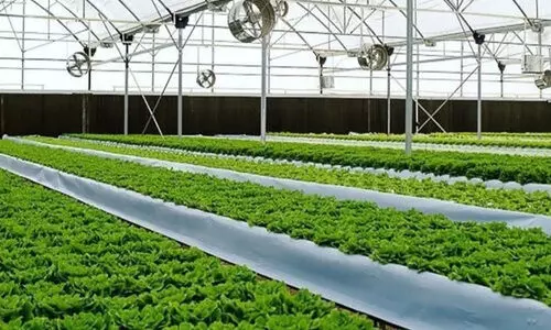 ​മ​രു​ഭൂ​മി​യി​ലെ മ​രു​പ്പ​ച്ച കാ​ഴ്ച​ക​ൾ...