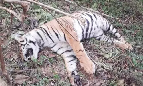 അമ്പുകുത്തിയിൽ കടുവ ചത്തനിലയിൽ