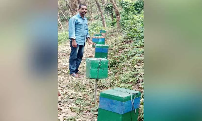 തേനീച്ചകൃഷിയിൽ വിജയഗാഥ രചിച്ച് സംജിത്ത് ലാൽ