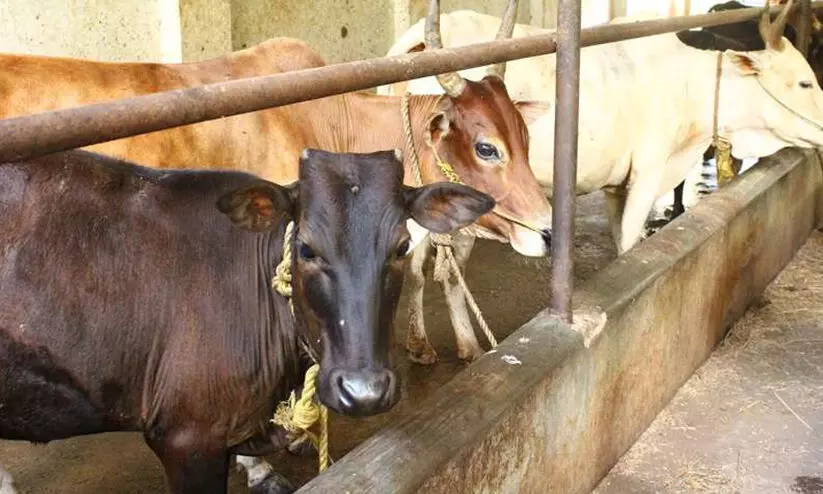 ഭക്ഷ്യവിഷബാധ: കോട്ടയത്ത് 47 കന്നുകാലികൾക്കും രണ്ട് ആടിനും കൂടി രോഗം