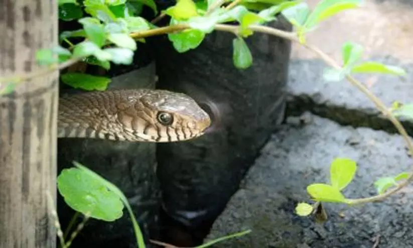 പാമ്പുകടിയേറ്റ വനം വകുപ്പ് ജീവനക്കാരൻ ഗുരുതരാവസ്ഥയിൽ