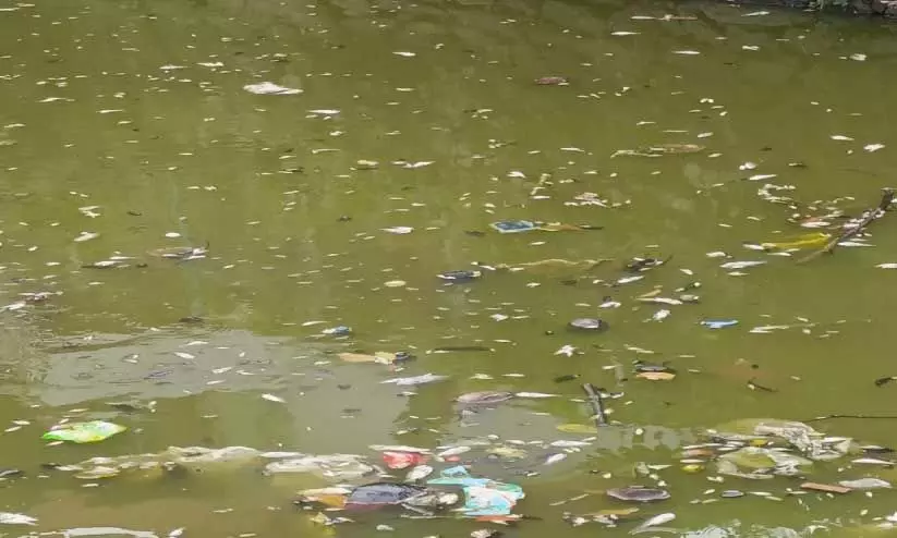 ചാ​ത്തി​നാം​കു​ള​ത്ത് വി​ള​വെ​ടു​ക്കാ​നി​രു​ന്ന മീ​നു​ക​ള്‍ ച​ത്തു​പൊ​ങ്ങി