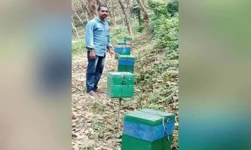 തേനീച്ചകൃഷിയിൽ വിജയഗാഥ രചിച്ച് സംജിത്ത് ലാൽ