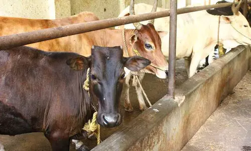 ഭക്ഷ്യവിഷബാധ: കോട്ടയത്ത് 47 കന്നുകാലികൾക്കും രണ്ട് ആടിനും കൂടി രോഗം