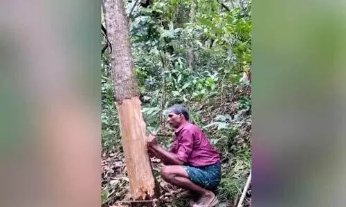 ആര്യങ്കാവ് വനത്തിലും ‘രാക്ഷസകൊന്ന’; ഉന്മൂലന നടപടി ആരംഭിച്ചു