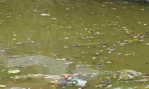 ചാ​ത്തി​നാം​കു​ള​ത്ത് വി​ള​വെ​ടു​ക്കാ​നി​രു​ന്ന മീ​നു​ക​ള്‍ ച​ത്തു​പൊ​ങ്ങി