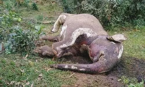 കടുവ ആക്രമിച്ച ഗർഭിണിയായ ആന ചെരിഞ്ഞു