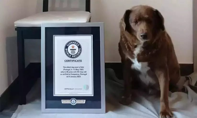 ബോബി, ലോകത്തിലെ ഏറ്റവും പ്രായം കൂടിയ നായ