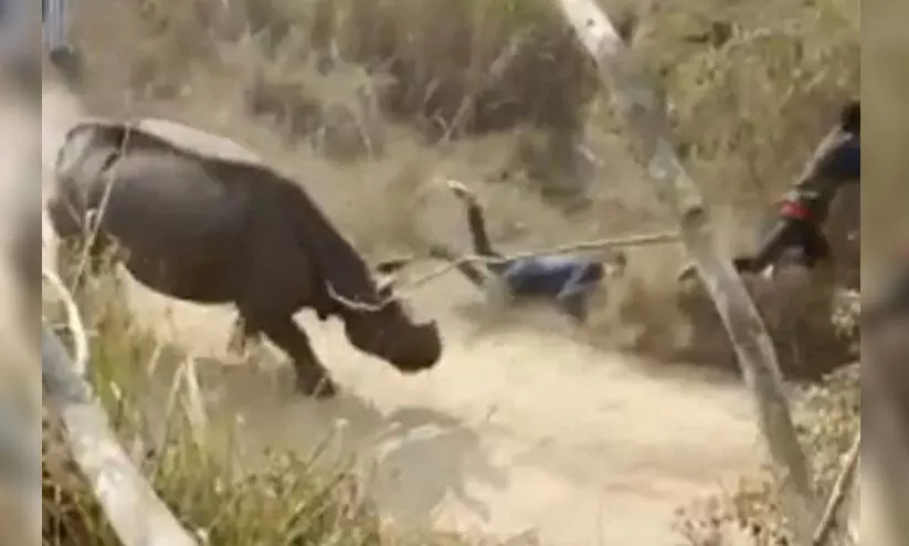 ഒറ്റക്കൊമ്പൻ കാണ്ടാമൃഗത്തിന്റെ ആക്രമണത്തിൽ രണ്ട് പേർക്ക് ഗുരുതര പരിക്ക് ഒറ്റക്കൊമ്പൻ കാണ്ടാമൃഗത്തിന്റെ ആക്രമണത്തിൽ രണ്ട് പേർക്ക് ഗുരുതര പരിക്ക്