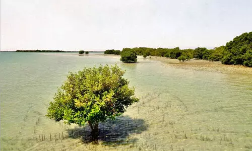 ഖത്തർ ലോക തണ്ണീർത്തടദിനം ആചരിച്ചു; ‘ആ​വാ​സ​വ്യ​വ​സ്​​ഥ​ സം​ര​ക്ഷി​ക്കു​ന്ന​തി​ൽ ത​ണ്ണീ​ർ​ത്ത​ട​ങ്ങ​ൾ നി​ർ​ണാ​യ​കം’