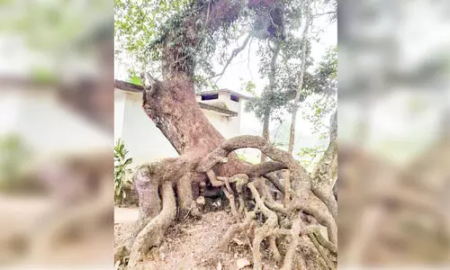 മാവ് @ 150; വൃക്ഷ ചികിത്സ തുടങ്ങി