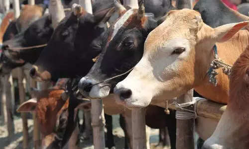 ഭക്ഷ്യവിഷബാധ 63 പശുക്കൾക്ക്‌; നിയന്ത്രണവിധേയമെന്ന് അധികൃതർ