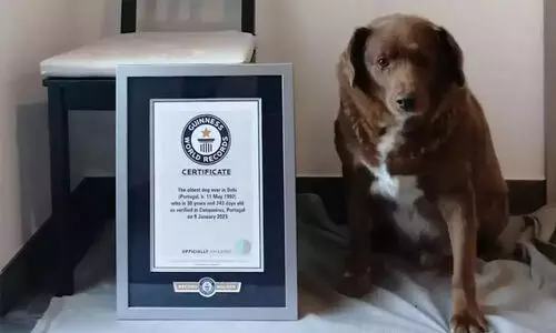 ബോബി, ലോകത്തിലെ ഏറ്റവും പ്രായം കൂടിയ നായ