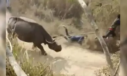 ഒറ്റക്കൊമ്പൻ കാണ്ടാമൃഗത്തിന്റെ ആക്രമണത്തിൽ രണ്ട് പേർക്ക് ഗുരുതര പരിക്ക് ഒറ്റക്കൊമ്പൻ കാണ്ടാമൃഗത്തിന്റെ ആക്രമണത്തിൽ രണ്ട് പേർക്ക് ഗുരുതര പരിക്ക്