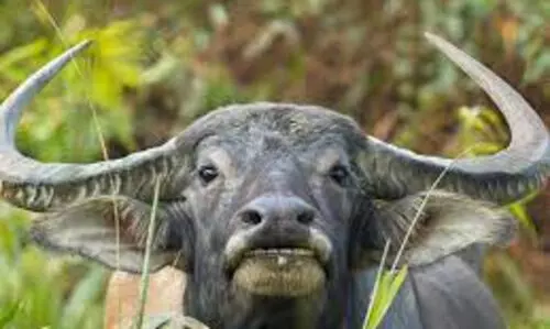 നാട്ടിലിറങ്ങിയ കാട്ടുപോത്ത് കുഴിയിൽ വീണു ചത്തു