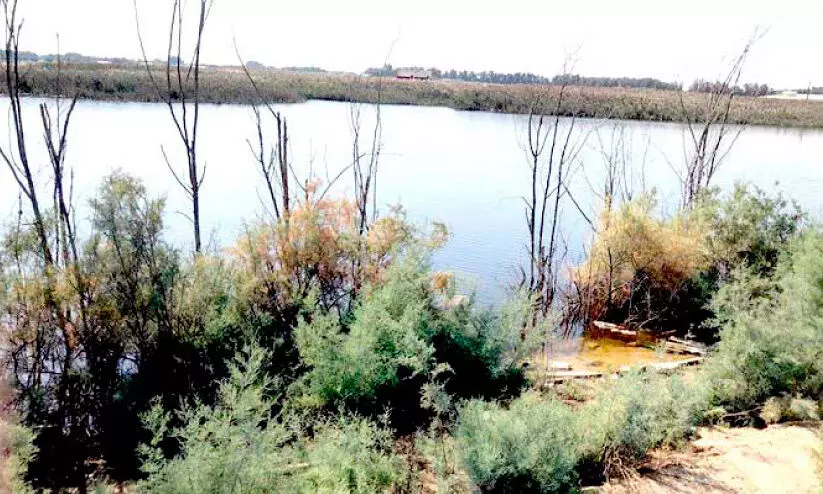 വഫ്റ കാര്ഷിക മേഖലയിലെ അനധികൃത വെള്ളക്കെട്ട്; വിദഗ്ധ സമിതി രൂപവത്കരിച്ചു വഫ്റ കാര്ഷിക മേഖലയിലെ അനധികൃത വെള്ളക്കെട്ട്; വിദഗ്ധ സമിതി രൂപവത്കരിച്ചു