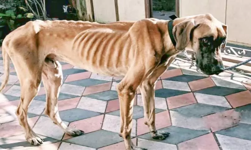 തെരുവിൽനിന്ന് വീട്ടിലെത്തി താരമായി ബാഷ തെരുവിൽനിന്ന് വീട്ടിലെത്തി താരമായി ബാഷ