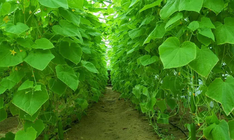കാ​ര്‍ഷി​ക പാ​ഠം പ​ക​ർ​ന്ന്​ അ​ജ്മാ​ന്‍