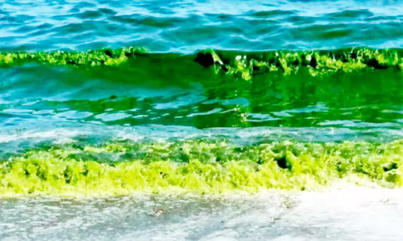 Ministry of Fisheries