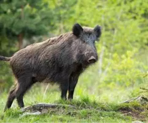wild boar